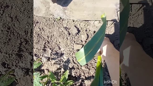 МОЙ ЧЕСНОК В НАЧАЛЕ  ИЮНЯ!!!СБОР КЛУБНИКИ ПРОДОЛЖАЕТСЯ /У НАС ЖАРА ❗❗❗