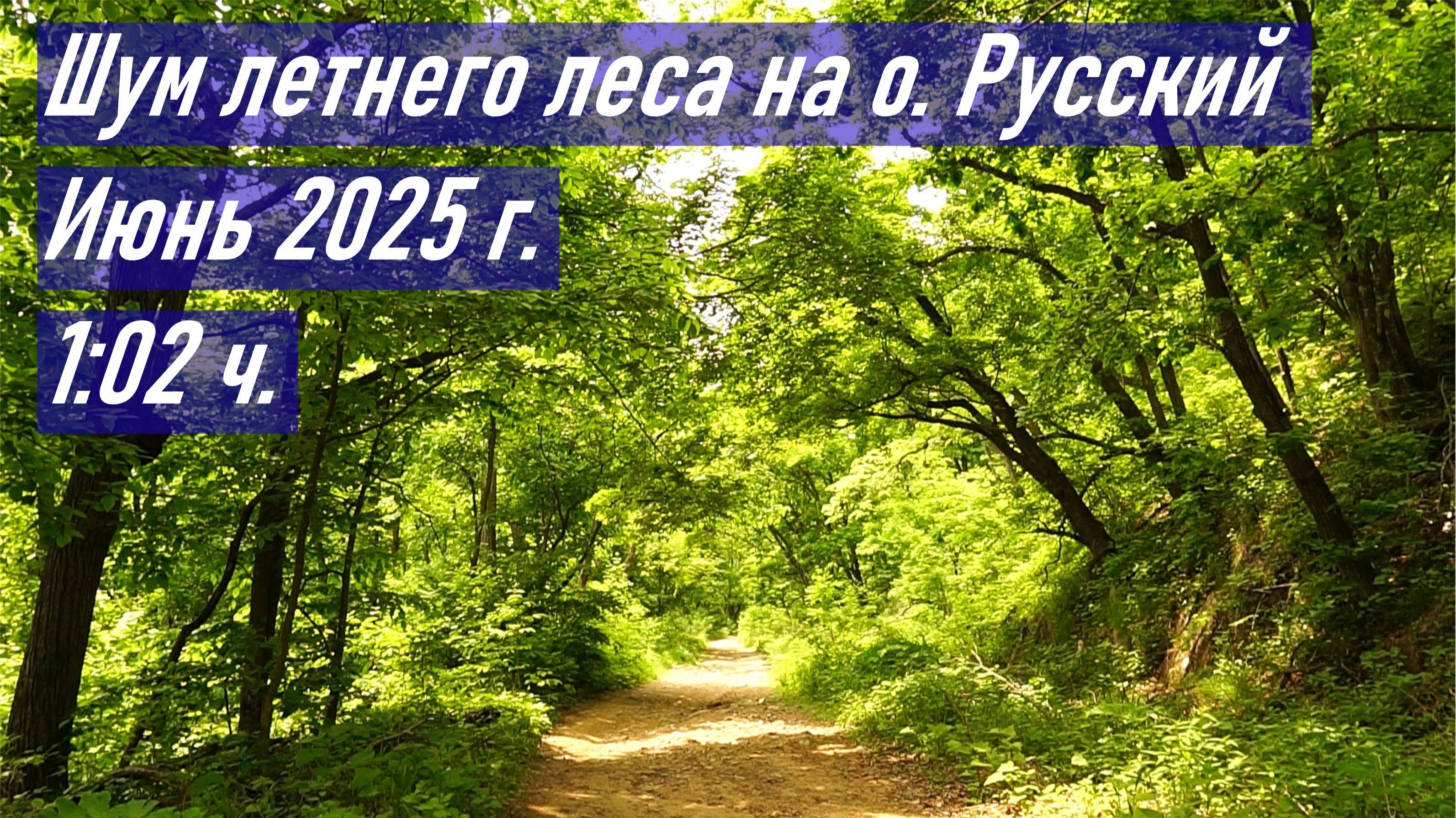 Шум леса и пение птиц на о. Русский, 1 июня 2025 г.
