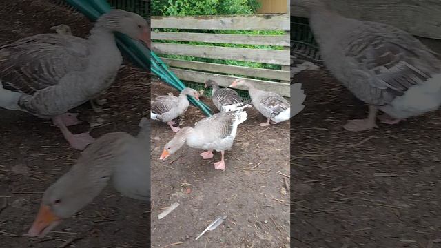 Вороны охотятся за гусятами