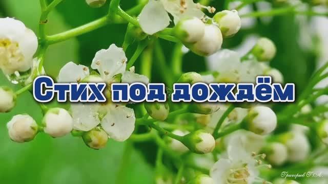 А вы давно гуляли под дождём...
Стих под дождём. Александр Карташ
