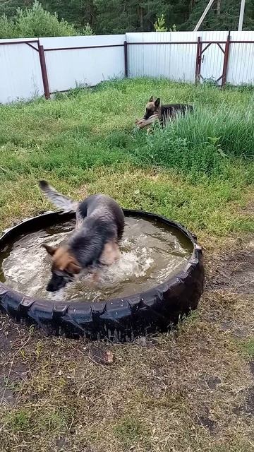 Немецкая овчарка
