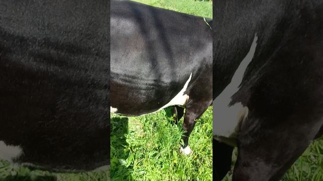 1000247658.mp4