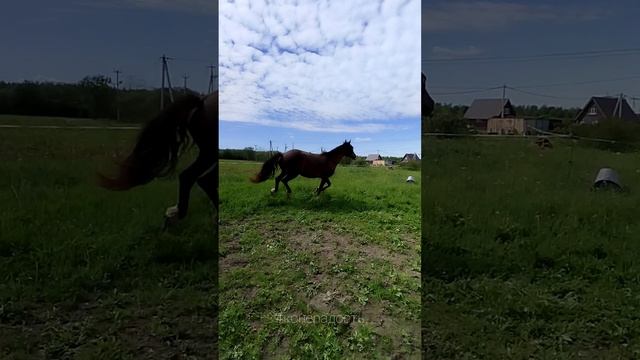 Парный тренинг. Первый опыт добавить галоп.