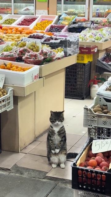 ХихиЧпок Юмор
