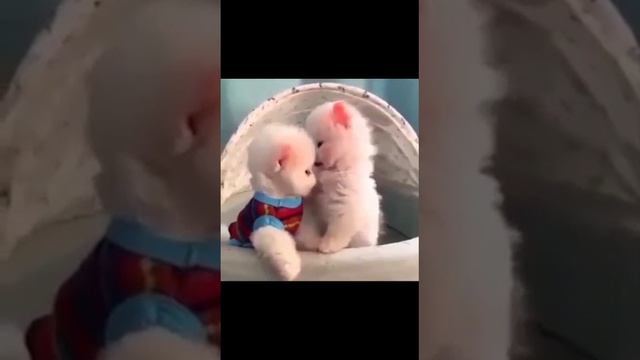 Милые животные 2