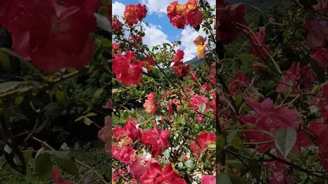 Розы. Никитский ботанический сад. 01.06.25 (6)