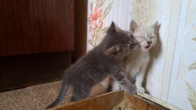 Французский поцелуй котят