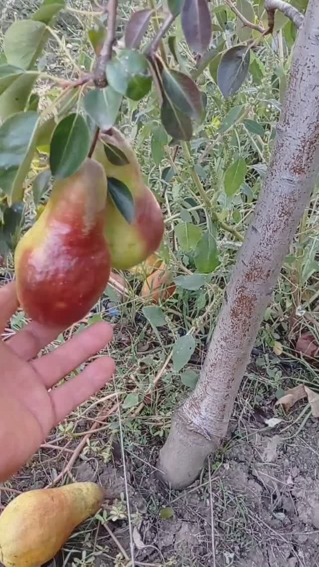 груша "Бирюзовая"