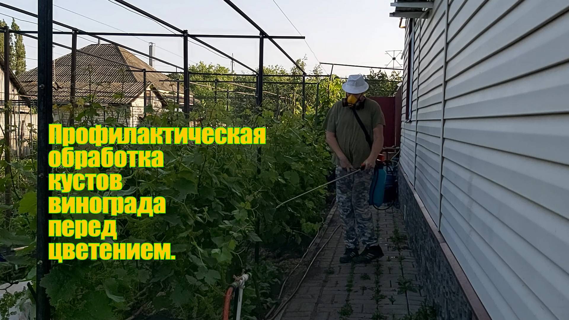 Обработка кустов винограда перед цветением | Обработка кустов винограда