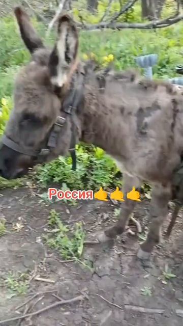 Позывной "Анзорик".