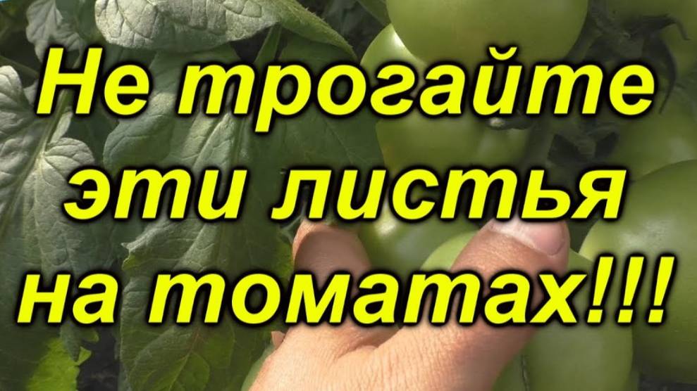 🍅Как правильно формировать листовой аппарат томатов: 🌱полный разбор для максимального урожая💪