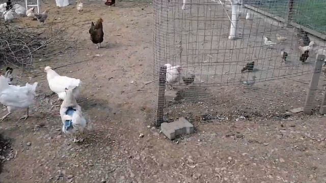 Выпустила цыплят в общий загон.