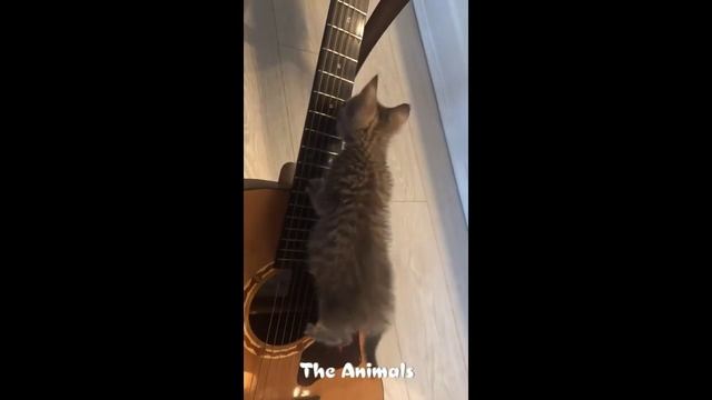 Приколы с животными!