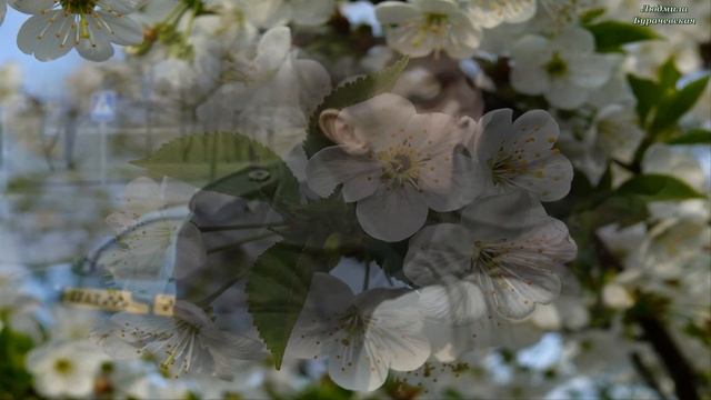 Вишнёвая метель-Автор песни-Людмила Бурачевская-вокал-Милы Слободян-канал Музыка Любви и надежды