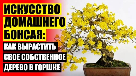 🔔 КУПИТЬ ДЕРЕВО БОНСАЙ ИРКУТСК 🔔 БОНСАЙ САГЕРЕЦИЯ КУПИТЬ 💯