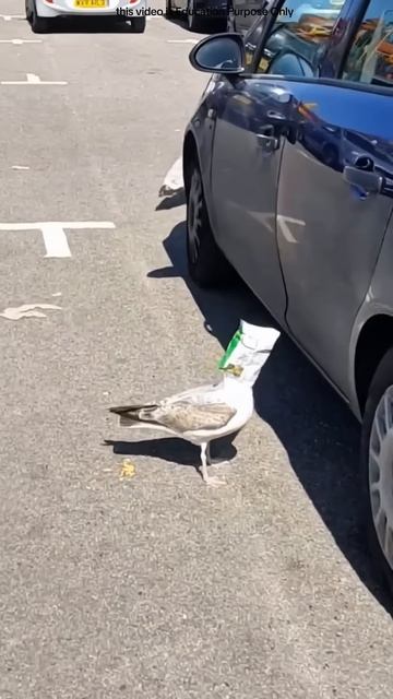 Man Saves Pigeon with Chips Packet Stuck on Head #shortsvideo
