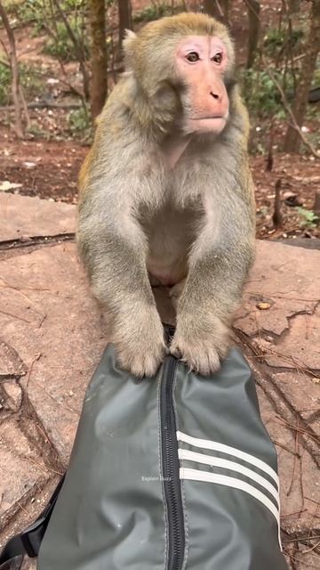 Monkey stole his bag and ate the food ! #shortsvideo