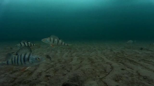 Подводное видео. Январь. Окунь позабавился и ушёл.