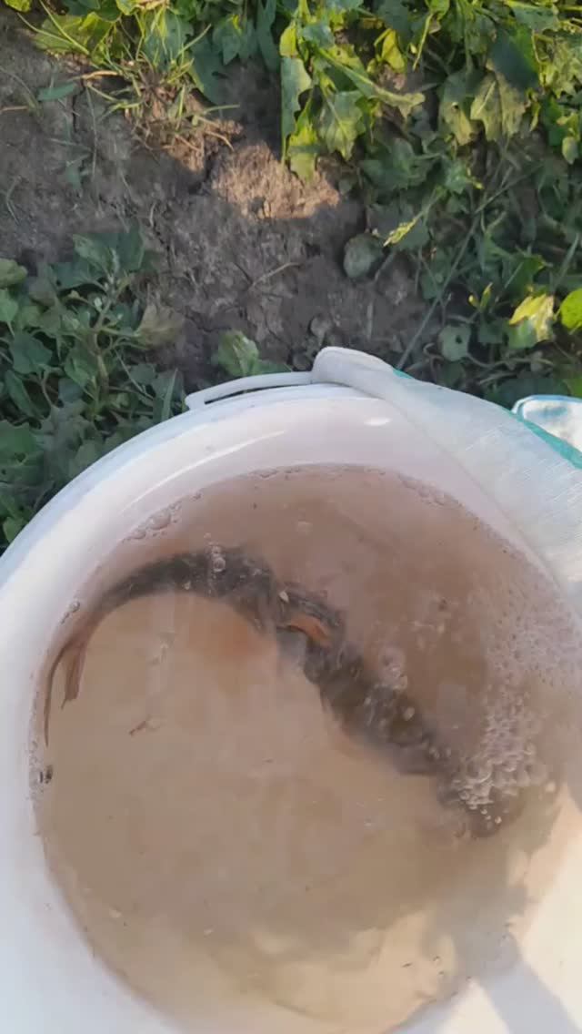 Плотвище.