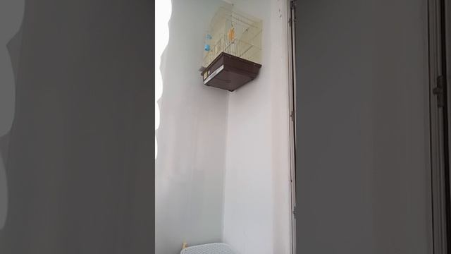 Пение кенара