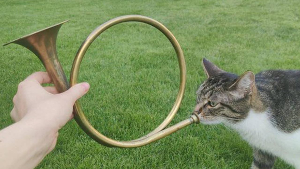 Приколы с котами! Смешные коты - Самые смешные животные С ОЗВУЧКОЙ! Ржака!!
