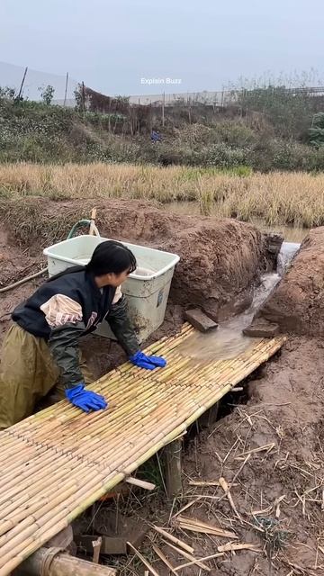 Girl Caught Fish Using Bamboo #shortsvideo