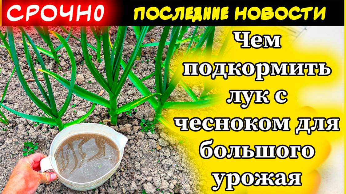 Чем подкормить лук с чесноком для большого урожая: сроки, лучшие удобрения и правила их внесения