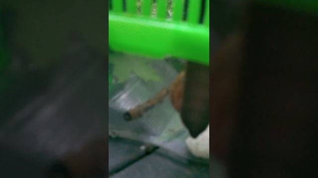 я ношёл улитку и я ухаживаю