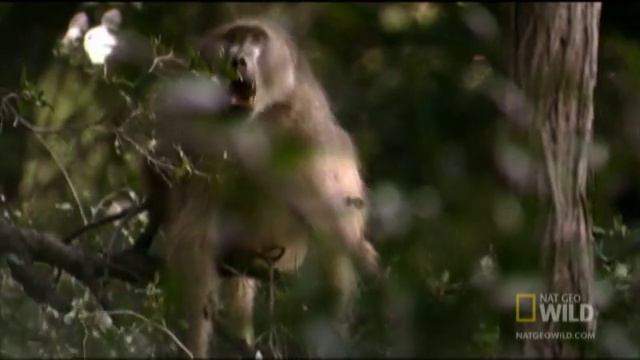 Carnivorous Baboon Rage | Nat Geo Wild