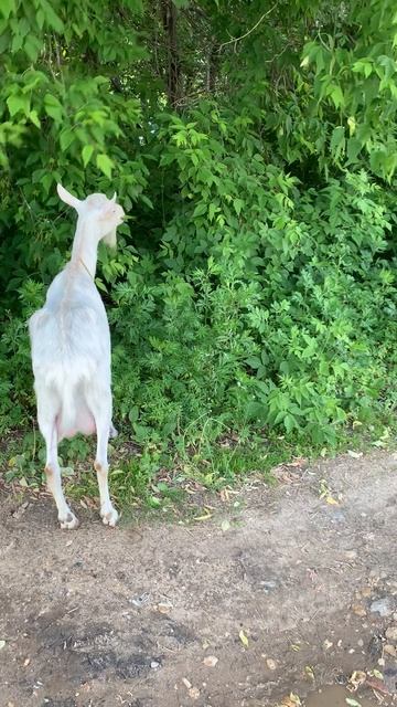 Соседи купили козу вместо собаки 😁😁😁