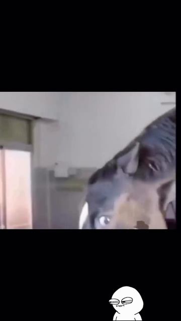 #shorts.mp4