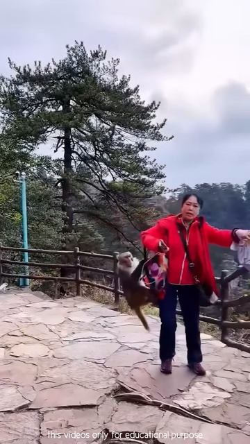 Cute monkey with human #shortsvideo