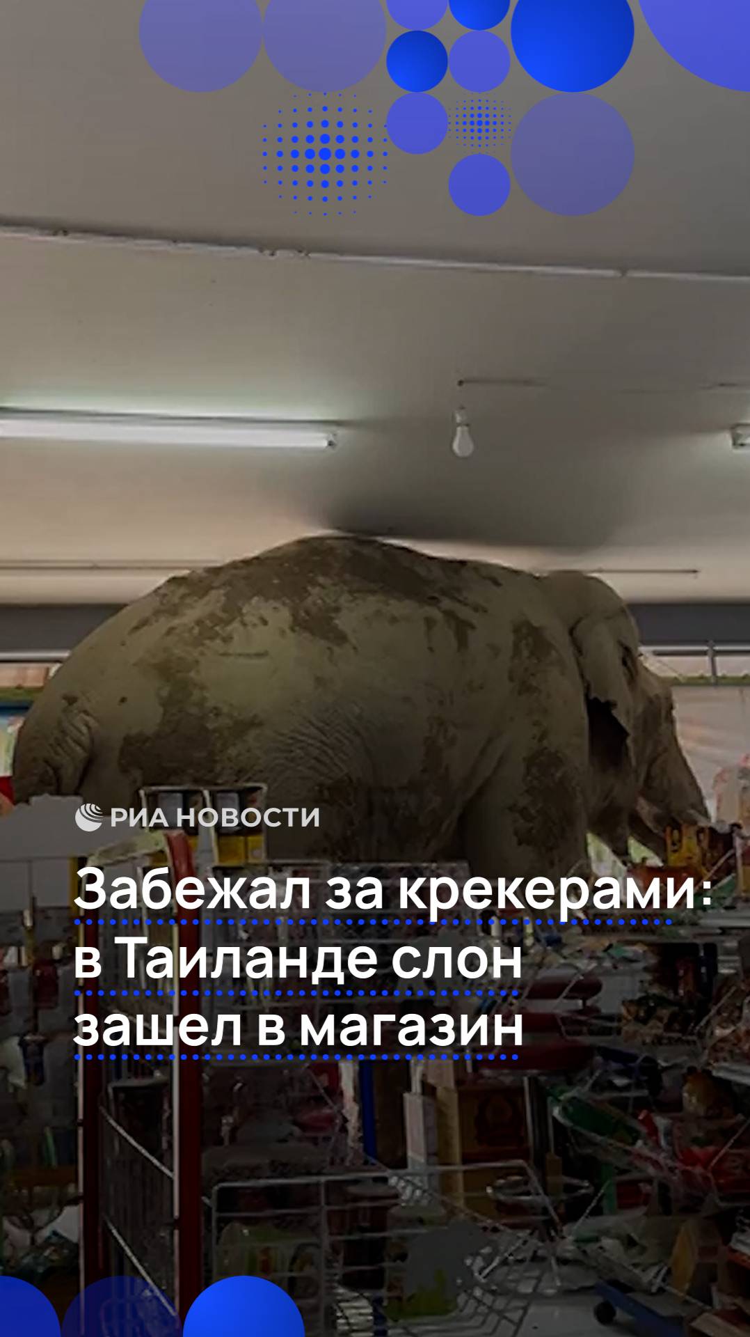 Слон стащил крекеры из магазина в Таиланде
