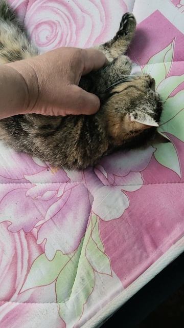 Желаю всем людям и животным доброго утра и замечательного дня!