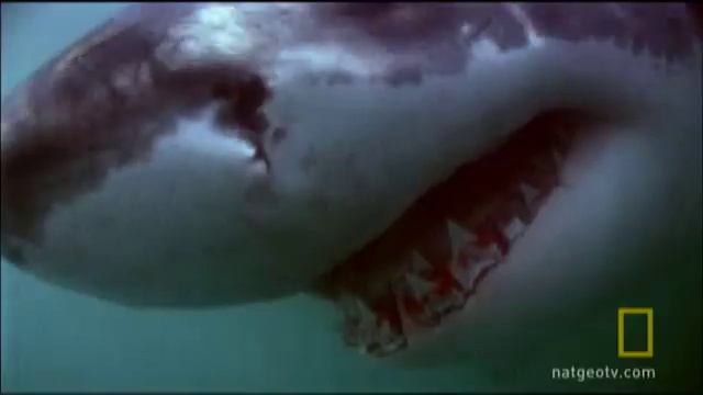 Gobbling Up Seals | Nat Geo Wild