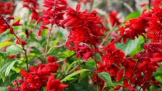 Эразм Приближанский. Два сонета и стих