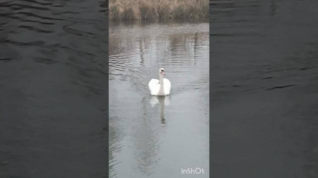 Одинокий лебедь.