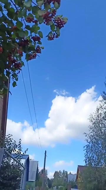 СКУМБРИЯ НА УГЛЯХ 🔥