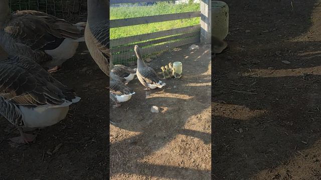 Гуси 🪿 принимают ванну