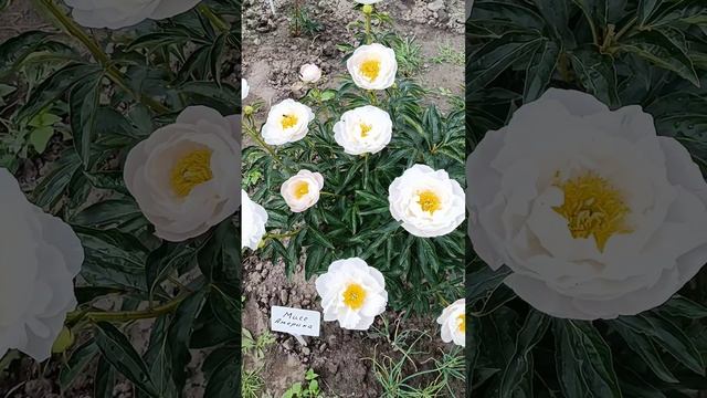 Мисс Америка - полумахровый пион с крупными бутонами..! Пионы на даче.