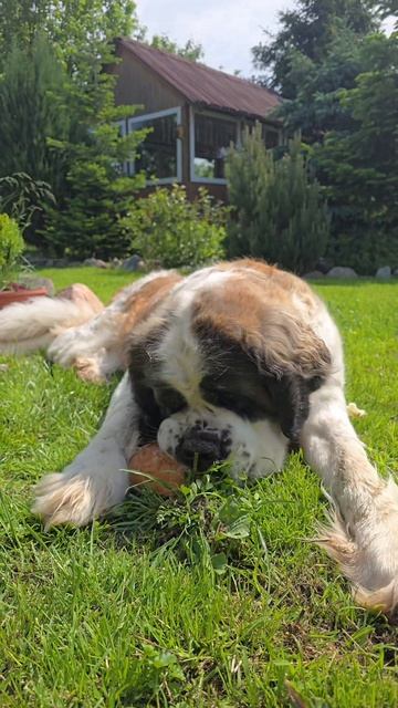 Булочка🐶 ест булочку🥖