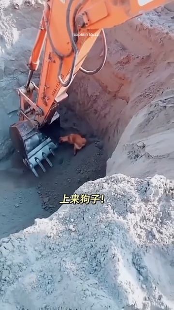 Man Saves Dog's Life with JCB #shortsvideo