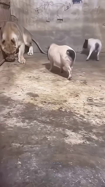 Cute Lion and cute pig story #shortsvideo