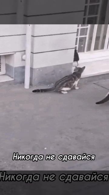 Никогда не сдавайся!