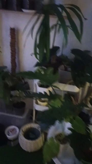 🌿Мой цветочный уголок🌿 #plants
