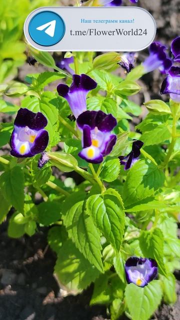 Торения - Kauai deep blue💐
