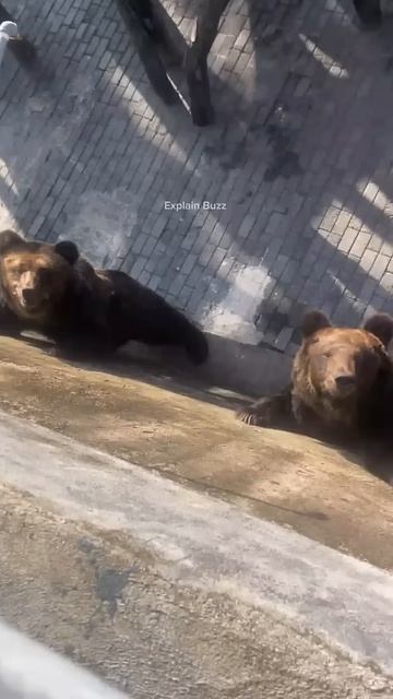Boy Feeds Bear at Chinese Zoo #shortsvideo