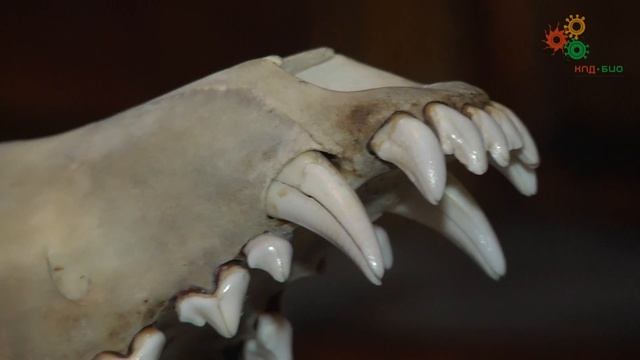 Зоология позвоночных. Строение зубов млекопитающих (Шахпоронов В.В.)