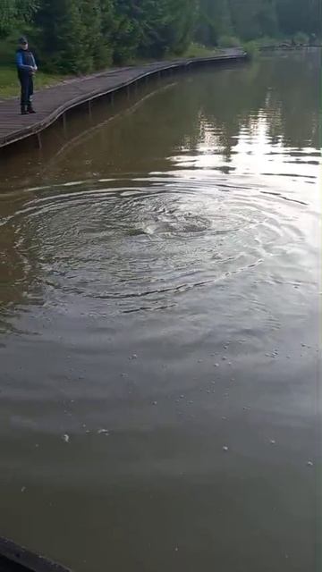 КРХ ТРИФОН