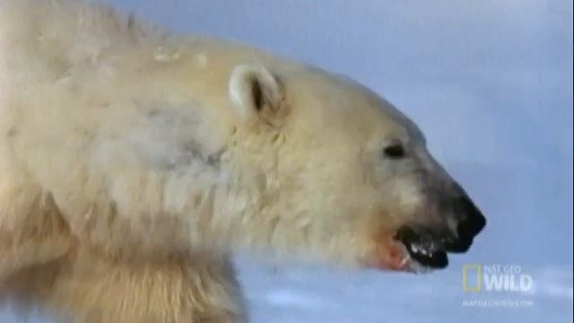 The Ice Bear and the Arctic Fox | Nat Geo Wild